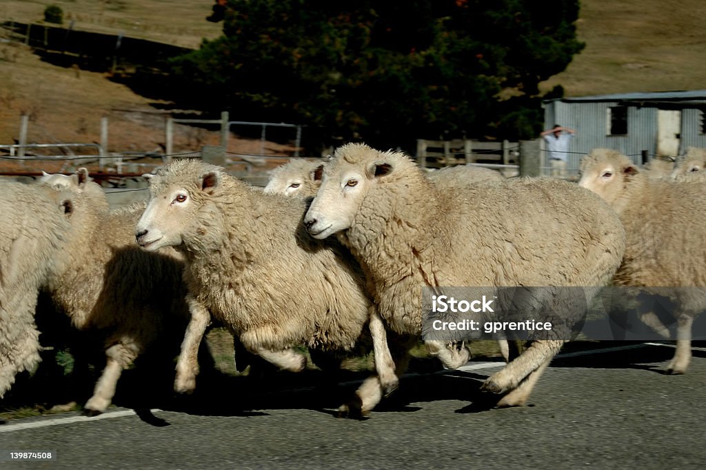 Ovejas de la ejecución - Foto de stock de Oveja - Mamífero ungulado libre de derechos