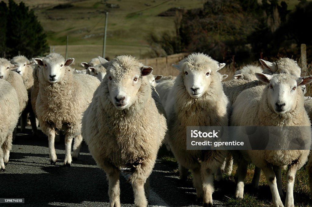 羊の頭 - ウールのロイヤリティフリーストックフォト