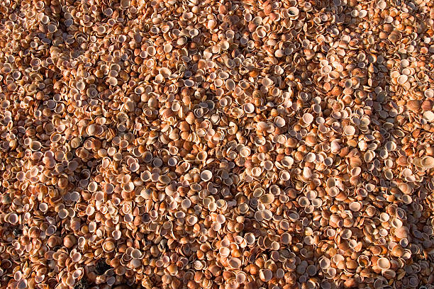 fond de coquillages - 1 - beach coral close up water photos et images de collection