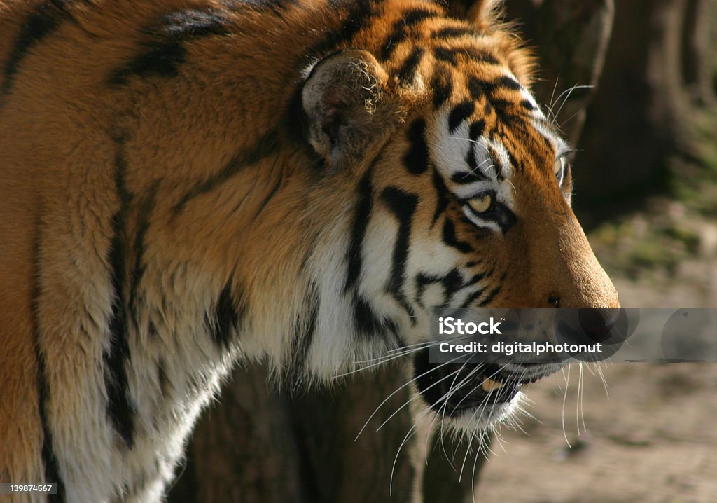 シベリア虎 - オレンジ色のロイヤリティフリーストックフォト