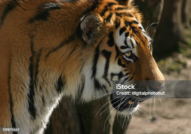 Foto de Tigredasibéria e mais fotos de stock de Animais caçando - Animais caçando, Animal, Cativeiro