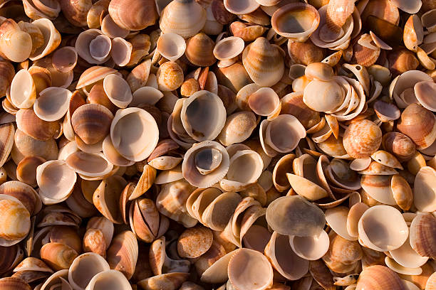 fond de coquillages 2 - beach coral close up water photos et images de collection