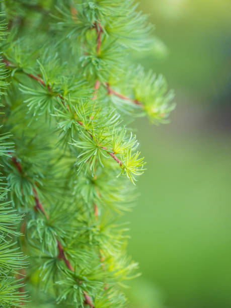 ramas jóvenes de alerce. primer plano de agujas jóvenes de alerce verde. - european larch fotografías e imágenes de stock