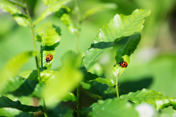 緑の葉のてんとう虫。コピー用のスペース。 - ladybug insect leaf beetle ストックフォトと画像