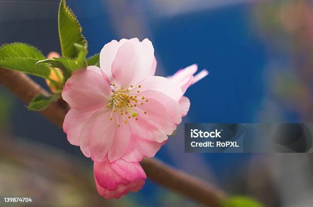 Flor De Cerezo Foto de stock y más banco de imágenes de Aire libre - Aire libre, Alegre, Alegría