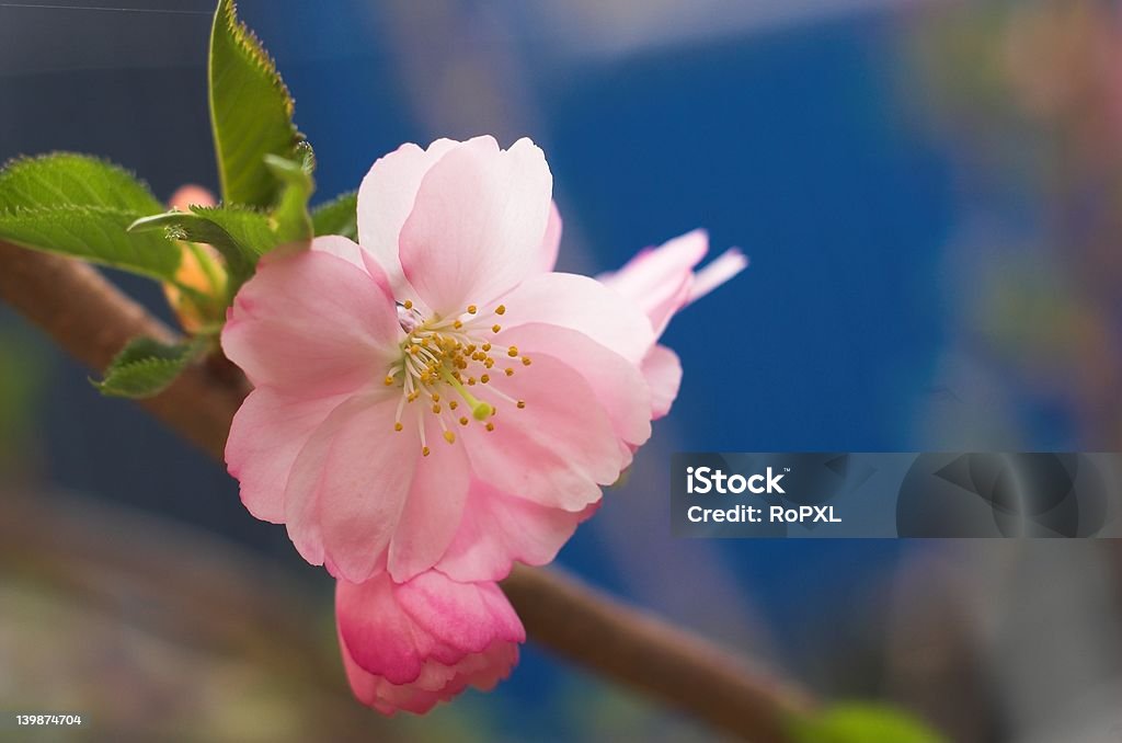 Fiore di ciliegio - Foto stock royalty-free di Albero