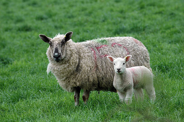 istock Mama sheep and her baby 139874784