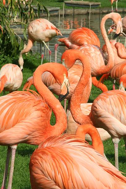 Group of flamingos
