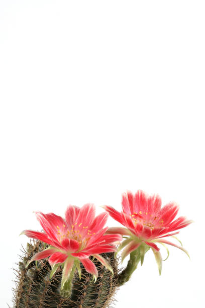 Cactus with red flowers isolated on white background. Vertical photos have copy space.