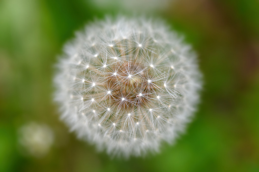 Detail of white dandelion flower in spring time. Beauty and freshness of spring time
