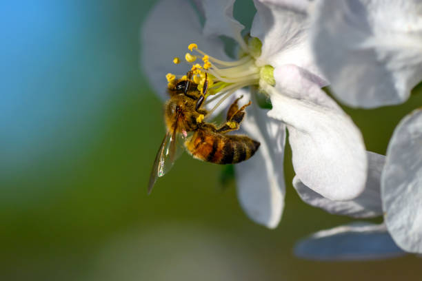 istock Close Honey bee collecting pollen from apple tree blossom 1398749298