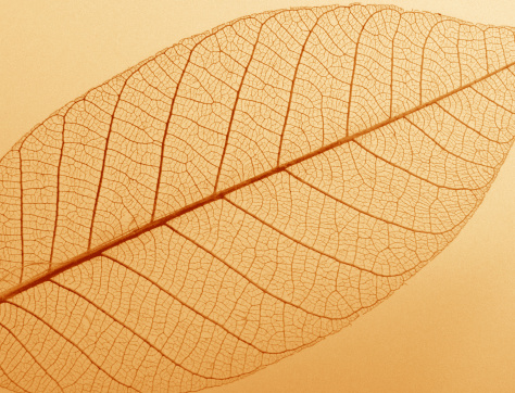 Leaf - with grain