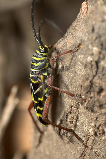 locust barrenador - megacyllene robiniae fotografías e imágenes de stock