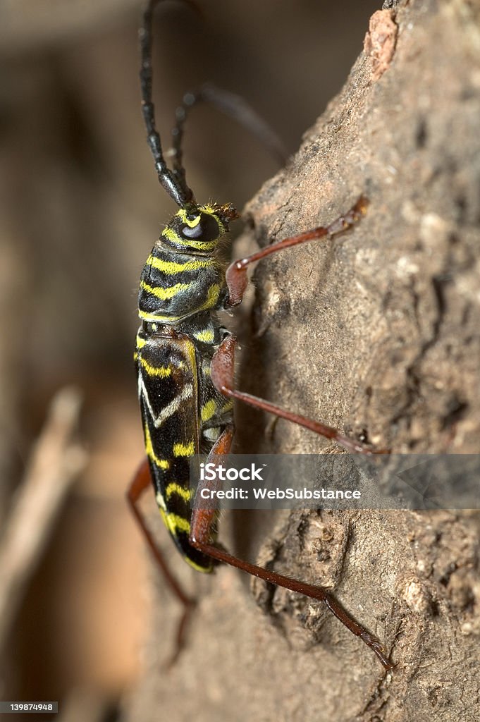 Locust Borer Locust Borer - Megacyllene Robiniae Beetle Stock Photo