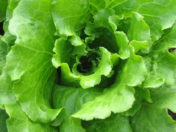 close up of lettuce stock photo