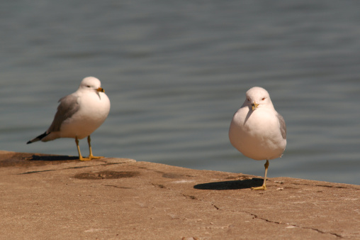 Seagulls at Navy Pier in Chicago Illinois.