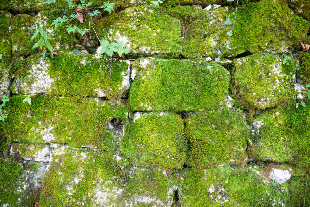 istock Background wall of arranged rocks in layers covered by green moss. 1398752004