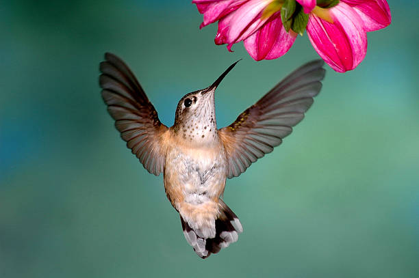 Female Rufous Hummingbird