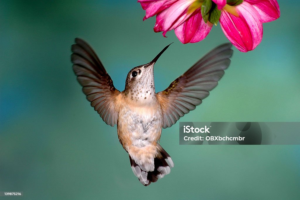 Женский Rufous колибри - Стоковые фото Колибри роялти-фри