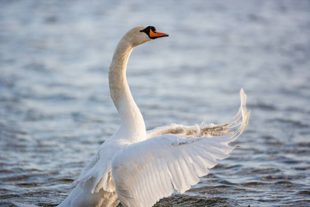 istock Mute Swan flapping its wing to clean itself in London 1398752179