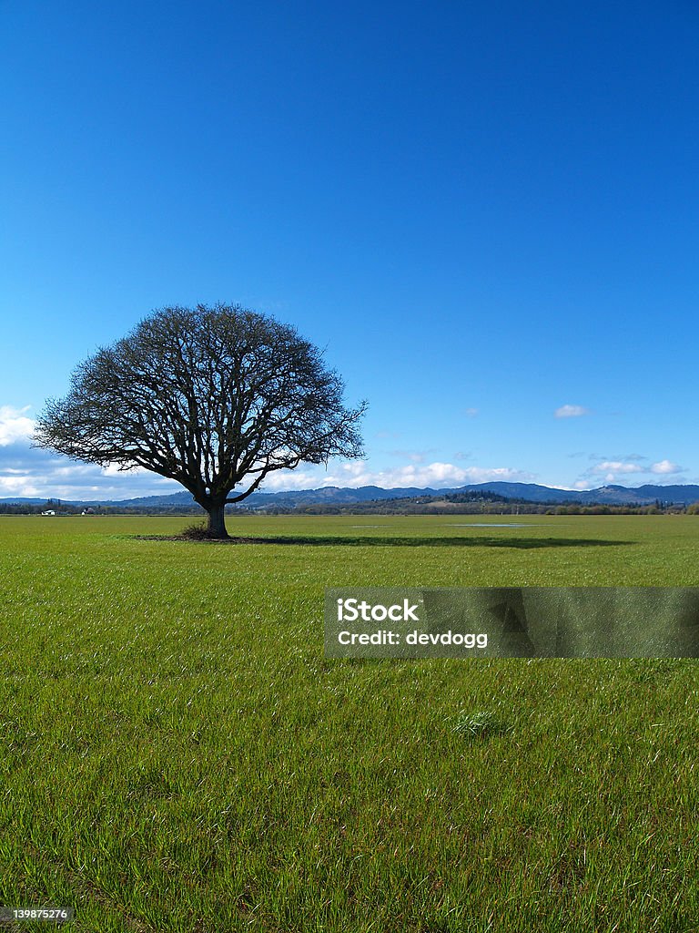 Lonely Tree - Foto de stock de Agricultura libre de derechos