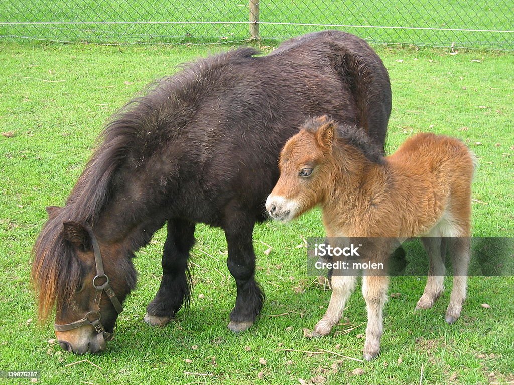 Cavallino nero con il suo Puledro - Foto stock royalty-free di Animale