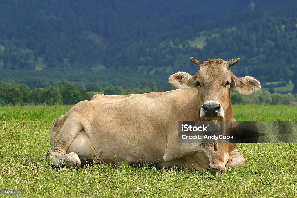 Lazy vaca marrom - Foto de stock de Agricultura royalty-free