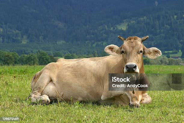 Foto de Lazy Vaca Marrom e mais fotos de stock de Agricultura - Agricultura, Alpes europeus, Animal
