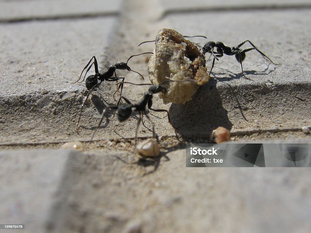 Ameisen tragen einige Speisen - Lizenzfrei Ameise Stock-Foto
