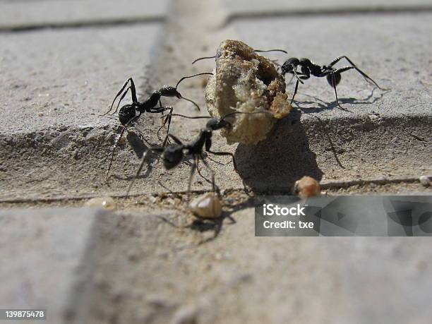 Photo libre de droit de Fourmis Transporter Des Repas banque d'images et plus d'images libres de droit de Fourmi - Fourmi, Trois animaux, Trois objets