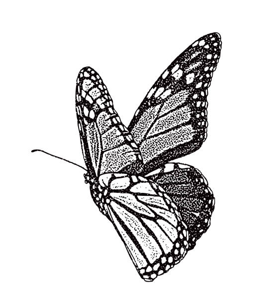 Monarch Butterfly Isolated on White Background Stipple effect illustration of a Monarch Butterfly Isolated on White Background butterfly cut outs stock illustrations