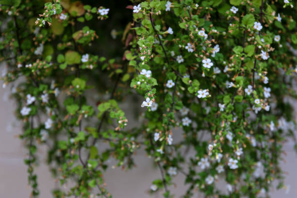 istock Blooming plant on a wall 1398755693
