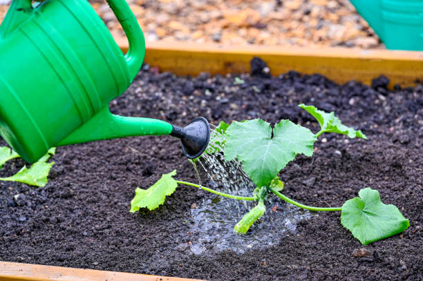 istock watering can watering squash in a cultivating box 1398755919
