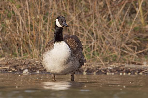 istock Canadian goose at the shore 139875602