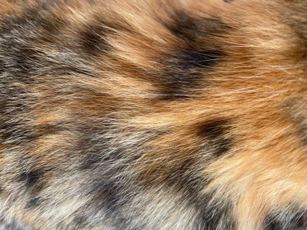 istock black and yellow colored cat fur, soft natural pattern background, 1398756748
