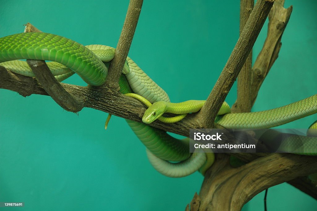 Tangle de vert Jeu de l'échelle - Photo de Faune sauvage libre de droits