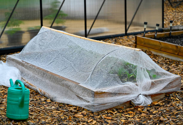istock kabage net covering cultivating box with cabage inside 1398757077