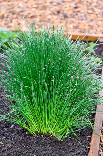 istock green and wet chive growing in cultivating box 1398757080