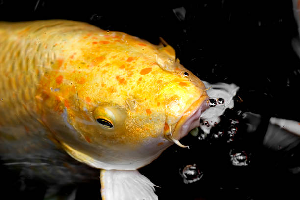 Koi glance stock photo