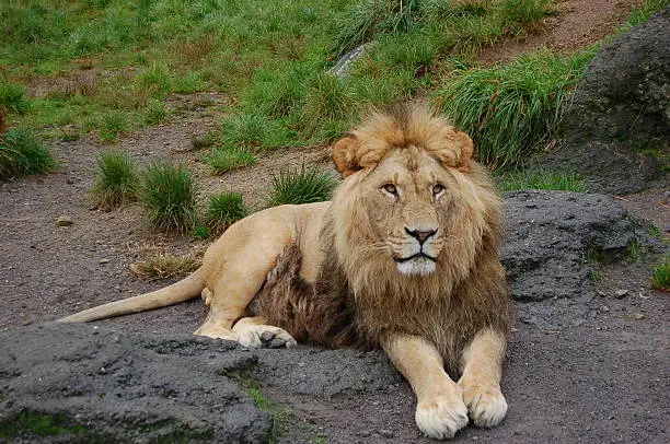 lion at rest