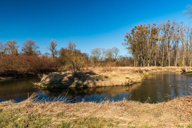 извилистая река одра ранней весной chko poodri в чехии - odra river стоковые фото и изображения