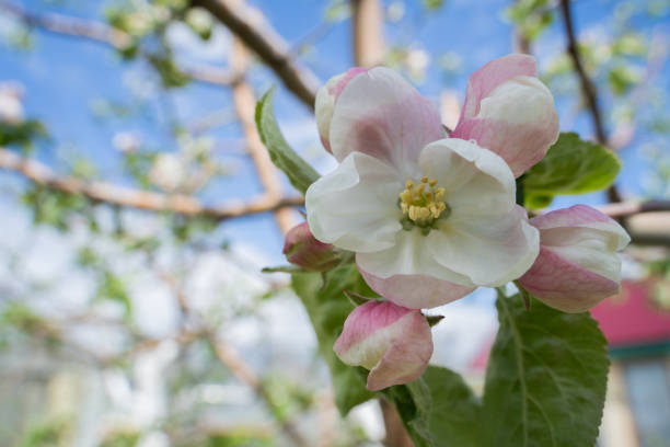 nahaufnahme von apfelbaumblüten. - flower tree spring apple blossom stock-fotos und bilder