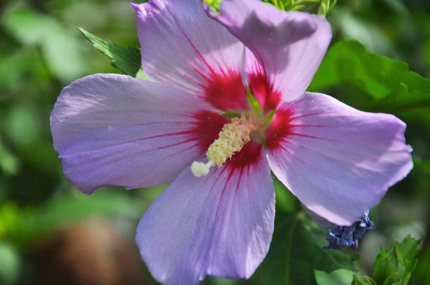 istock Hibiscus bush blooms in nature 1398759097