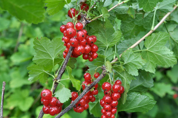 istock On the bush berries are ripe redcurrant 1398759465