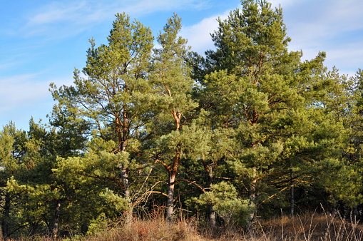 In the wild, pine trees grow in the forest