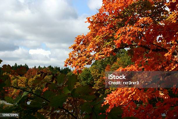 Autunno Contrasti - Fotografie stock e altre immagini di Acero - Acero, Albero, Albero deciduo