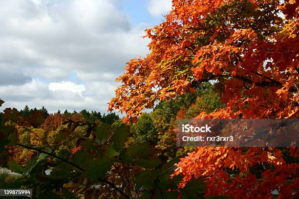 秋のコントラスト - しぼんだのストックフォトや画像を多数ご用意 - しぼんだ, まぶしい, オハイオ州