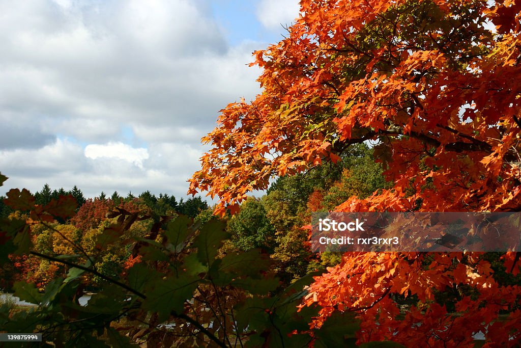 Outono de contrastes - Foto de stock de Bosque - Floresta royalty-free