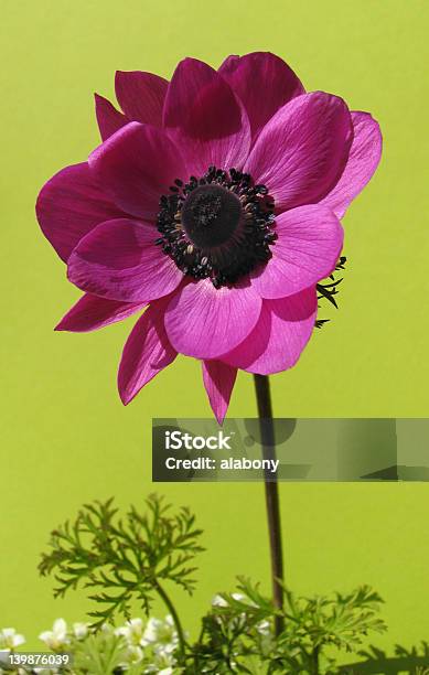 Anémona Francesa Aislado Sobre Verde Foto de stock y más banco de imágenes de Anémona - Familia del Ranúnculo - Anémona - Familia del Ranúnculo, Belleza, Cabeza de flor