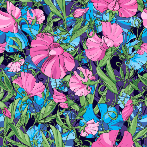 ilustraciones, imágenes clip art, dibujos animados e iconos de stock de flores azules y rosas dulce guisante sobre un fondo púrpura azul, patrón floral sin costuras. - flower sweetpea pattern seamless